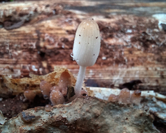 Coprinellus disseminatus