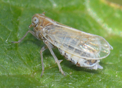Ribautodelphax albostriata