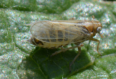 Ribautodelphax albostriata