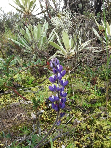Lupinus bogotensis, photograph 3