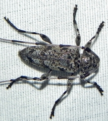 Acanthocinus obsoletus