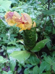Costus dirzoi