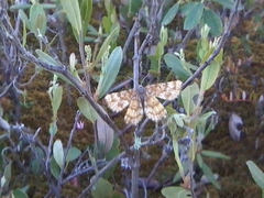 Epelis truncataria