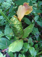 Costus dirzoi
