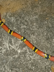 Pliocercus elapoides