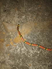 Pliocercus elapoides