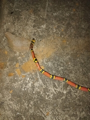 Pliocercus elapoides