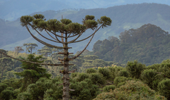 Araucaria angustifolia