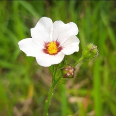 Sida linifolia