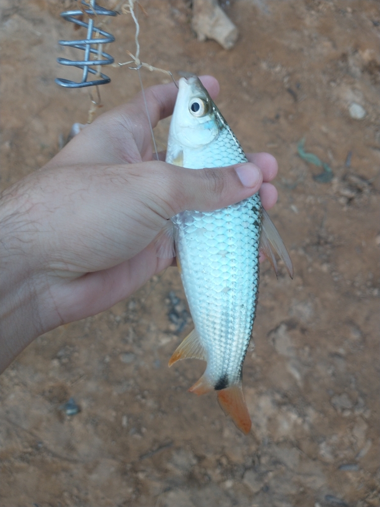 Schizodon knerii