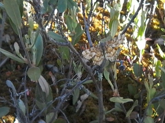 Epelis truncataria