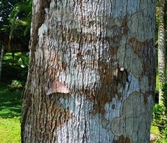 Hamadryas glauconome