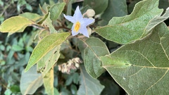 Solanum acutilobum