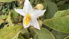 Solanum acutilobum