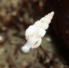 Epitoniidae