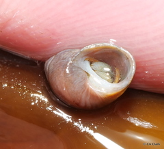 Pagurus granosimanus