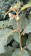 Solanum acutilobum