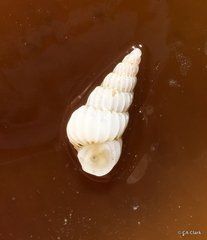 Epitoniidae