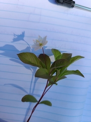Lysimachia europaea