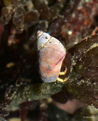 Pagurus granosimanus