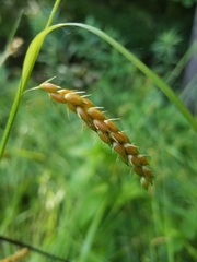 Carex davisii