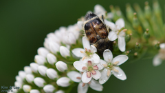 Lasiotrichius succinctus