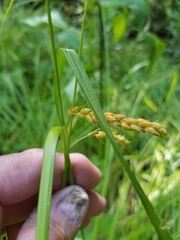 Carex davisii
