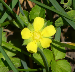 Potentilla indica