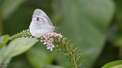 Pieris melete