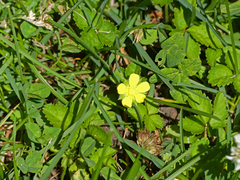 Potentilla indica