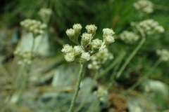 Antennaria rosea confinis