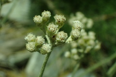 Antennaria rosea confinis