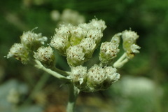 Antennaria rosea confinis