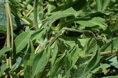 Antennaria rosea confinis