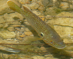 Lepomis gibbosus × cyanellus