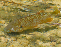 Lepomis gibbosus × cyanellus