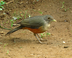 Turdus rufiventris