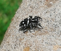 Stenaelurillus guttatus