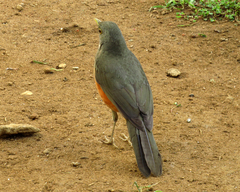 Turdus rufiventris