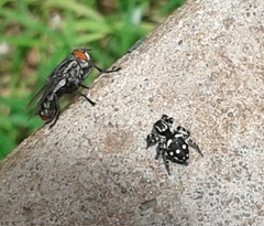 Stenaelurillus guttatus