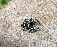 Stenaelurillus guttatus