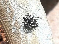 Stenaelurillus guttatus