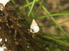 Epitoniidae