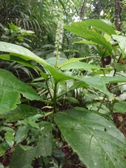 Acalypha skutchii