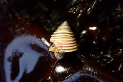 Calliostoma canaliculatum