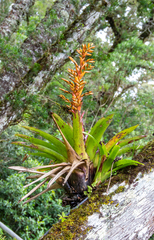 Vriesea sceptrum