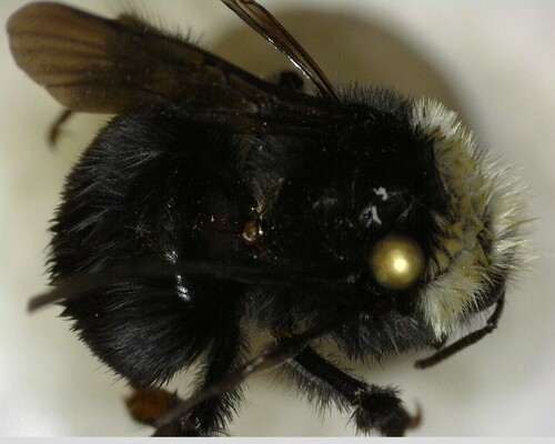 iNaturalist observation photo of Pyrobombus