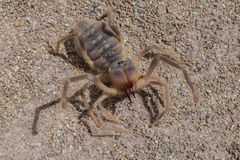Galeodes araneoides
