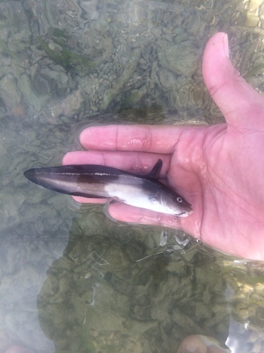 Plotosidae