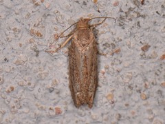 Pelochrista comatulana